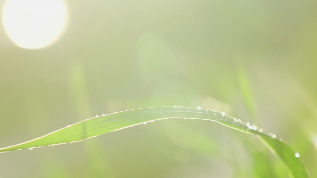 新鲜的青草和露珠近在咫尺。雨后的水珠落在新鲜的草地上视频素材