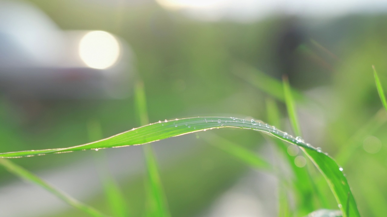 一个男人沿着小路走的模糊轮廓。雨后的水珠落在新鲜的草地上视频素材