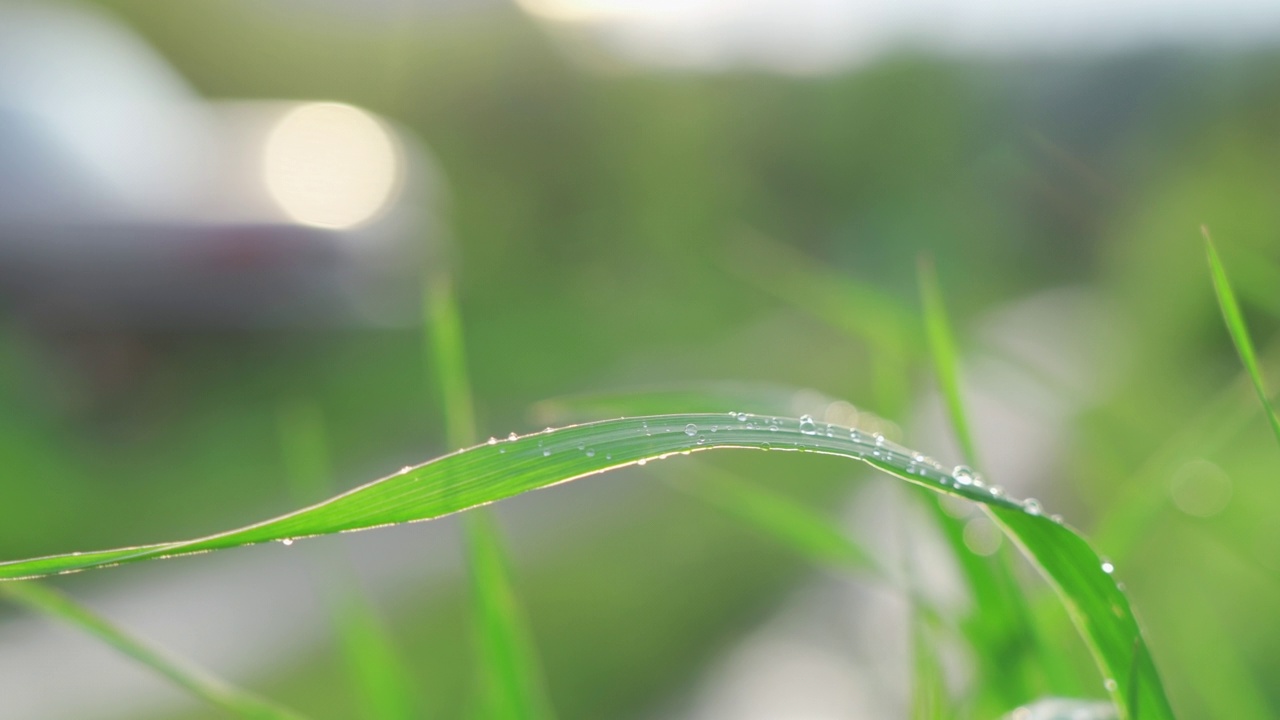 一个男人沿着小路走的模糊轮廓。雨后的水珠落在新鲜的草地上视频素材