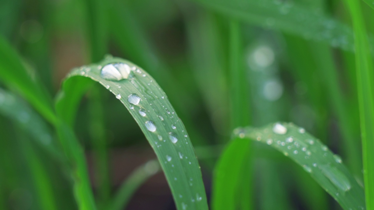 新鲜的青草和露珠近在咫尺。雨后的水珠落在新鲜的草地上视频素材