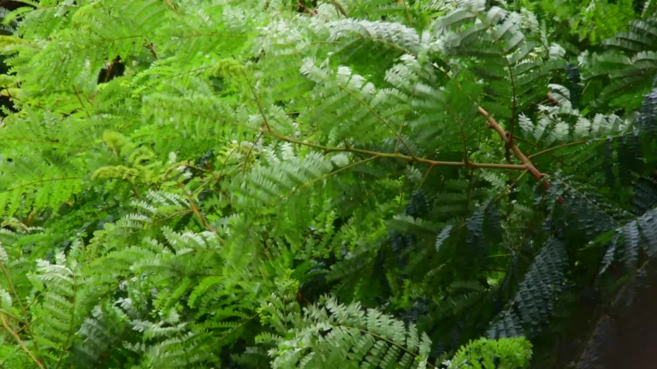 树木在狂风暴雨中剧烈地摇摆和移动。视频素材