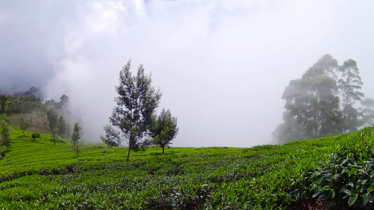 斯里兰卡的茶园。视频素材