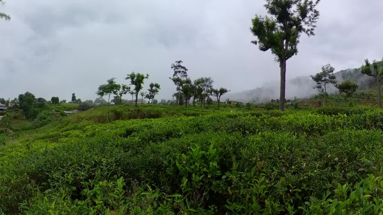 斯里兰卡的茶园。茶产业。视频素材