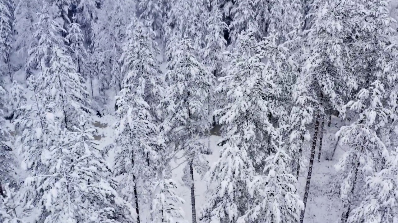 缓慢地从被新雪覆盖的冬季北方森林飞起来。近距离观察树木，然后向下飞行视频下载