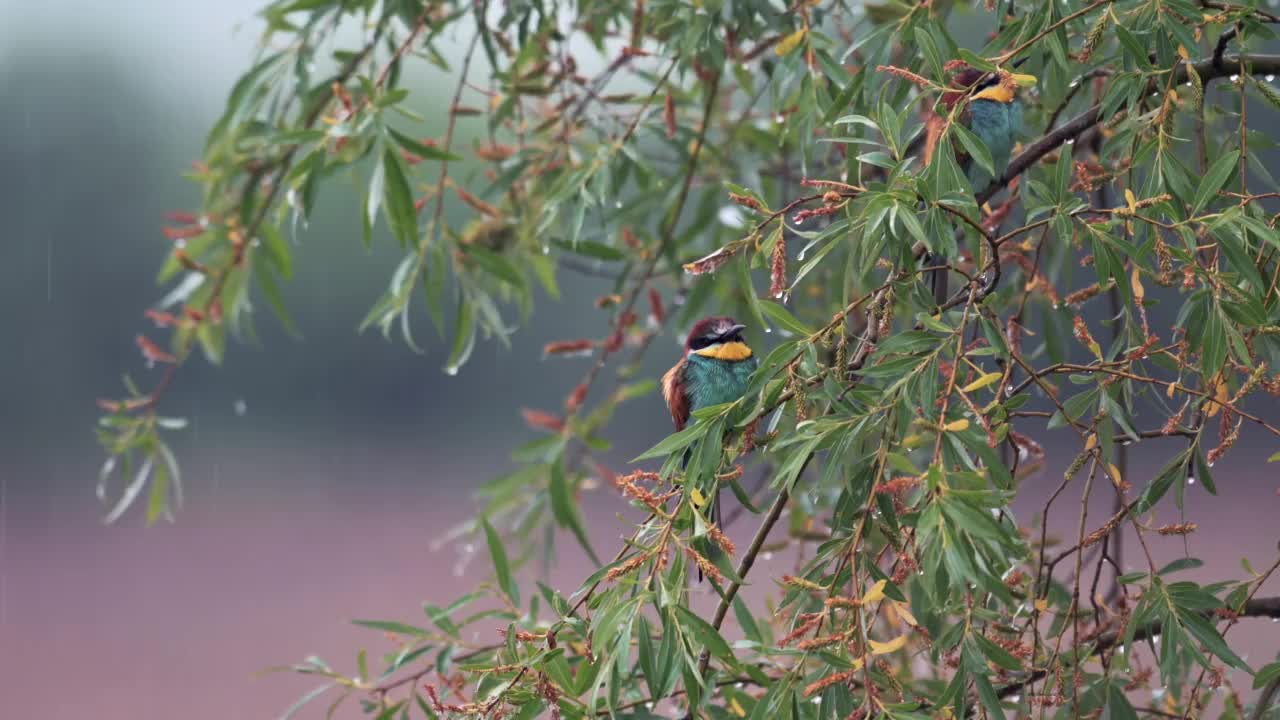 欧洲食蜂鸟(Merops apiaster)坐在树枝上，雨下得很大，鸟全身湿透了。视频素材