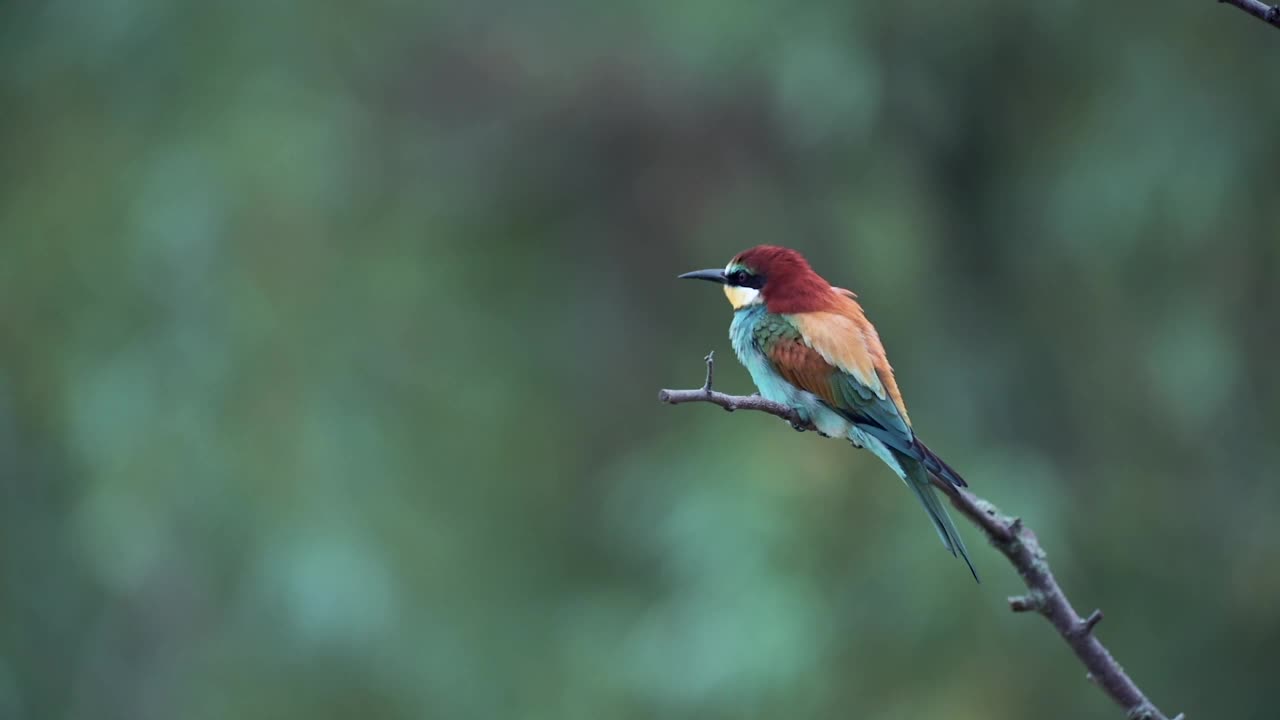 栖息在高处的欧洲食蜂鸟(Merops apiaster)，一会儿就飞走了。慢动作镜头，干净的绿色背景。视频素材