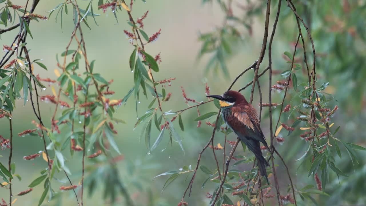 躲避大雨的欧洲食蜂鸟(Merops apiaster)。鸟是湿的。视频素材