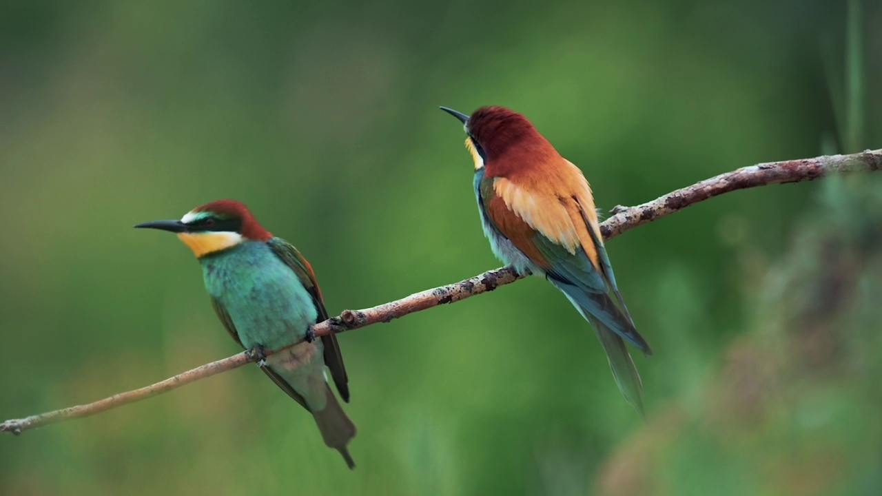 一对欧洲食蜂者(Merops apiaster)在树枝上，过了一会儿他们一起飞走了。缓慢的运动。视频素材