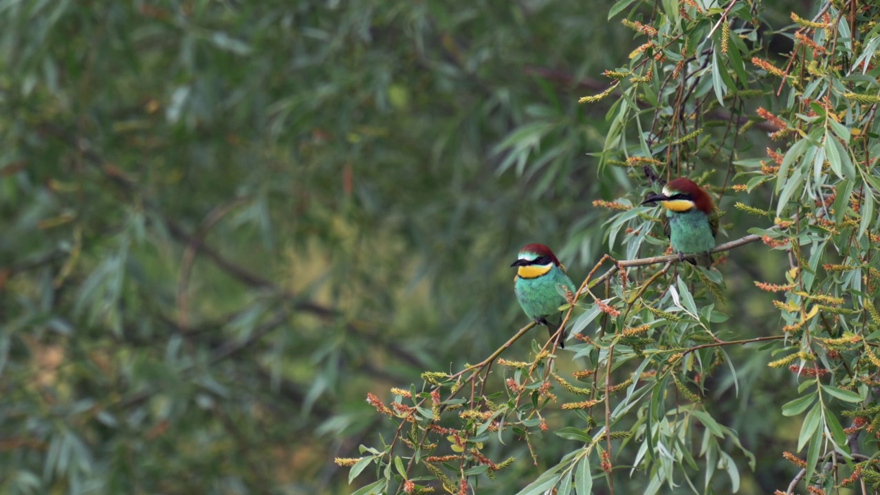 一对欧洲食蜂者(Merops apiaster)在柳树上，环顾四周，清洁自己的羽毛。视频素材