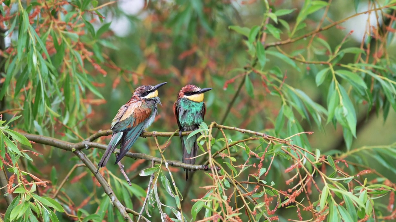 一对欧洲食蜂鸟(Merops apiaster)在柳树枝上，鸟儿完全被雨水浸湿了。视频素材