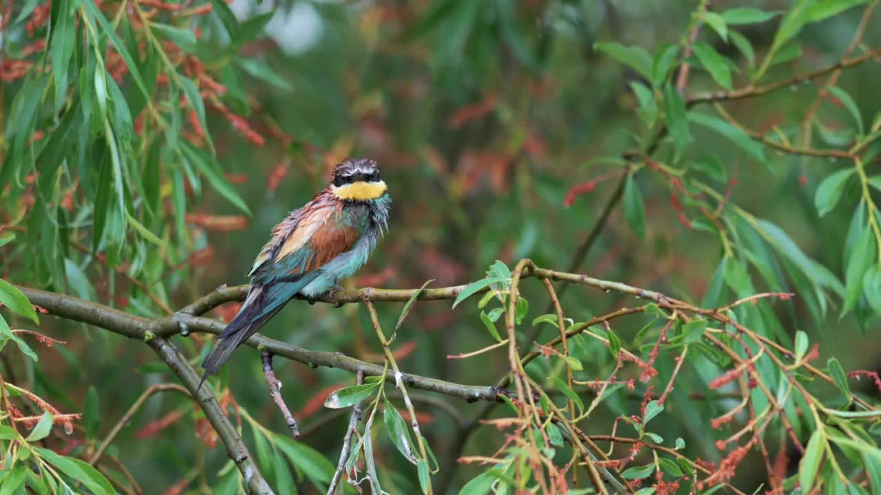 欧洲食蜂鸟(Merops apiaster)在树枝上，浸湿了，试图起飞，但它不能。视频素材