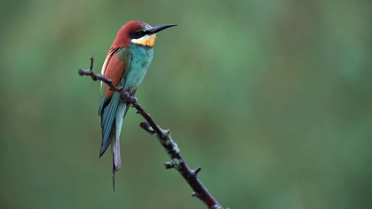 栖息在栖木上的欧洲食蜂鸟(Merops apiaster)四处张望。大雨倾盆，绿色背景，慢镜头。视频素材