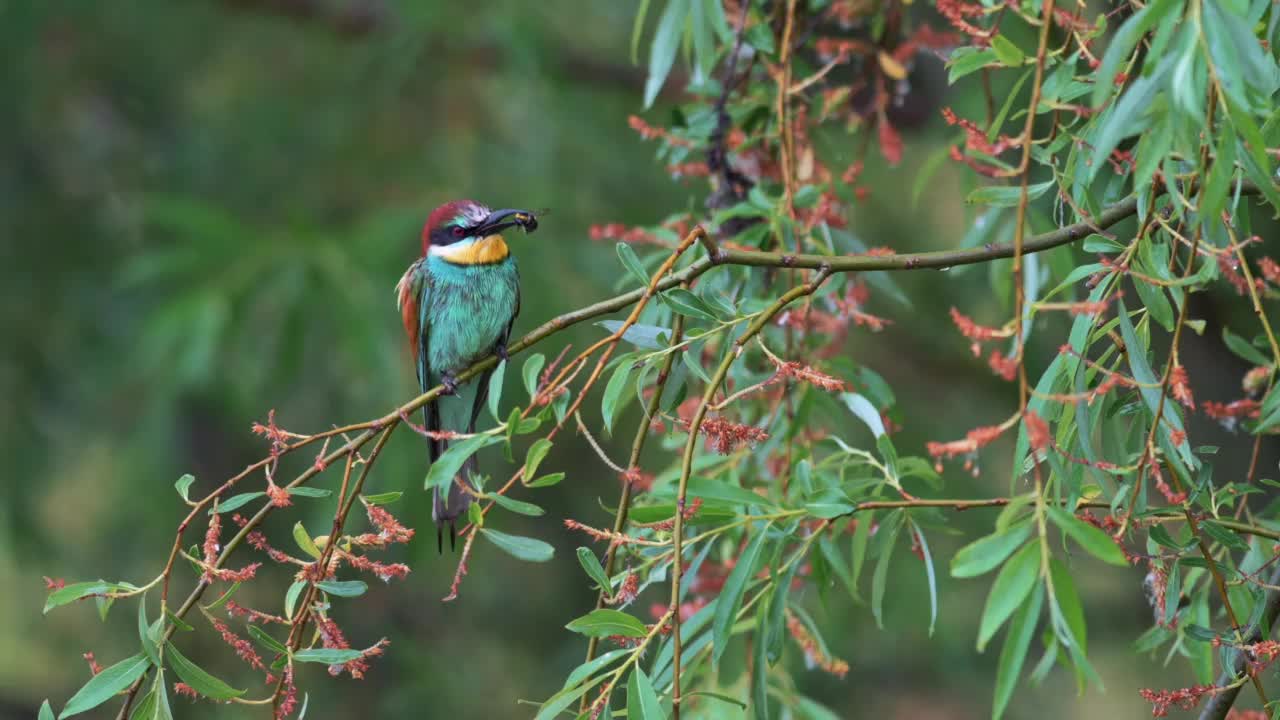 树枝上的欧洲食蜂鸟(Merops apiaster)，嘴里衔着一只大黄蜂。这只鸟被雨淋透了。视频素材