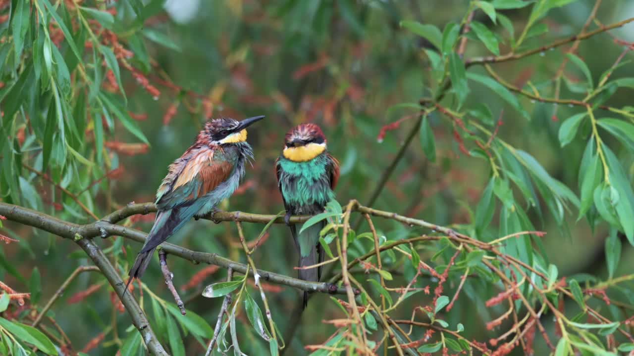 一对欧洲食蜂鸟(Merops apiaster)在柳树枝上，鸟儿完全被雨水浸湿了。视频素材