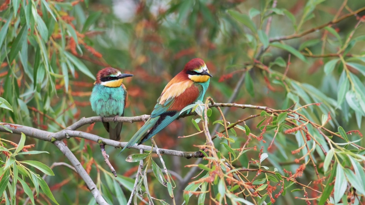 一对欧洲食蜂者(Merops apiaster)在柳树枝上，环顾四周，然后一起飞走了。视频素材