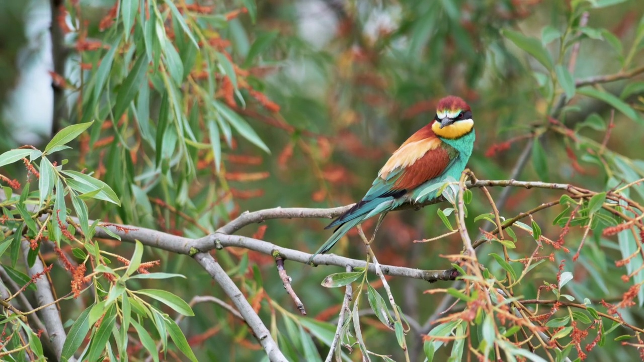 欧洲食蜂鸟(Merops apiaster)在树枝上，然后飞走。视频素材