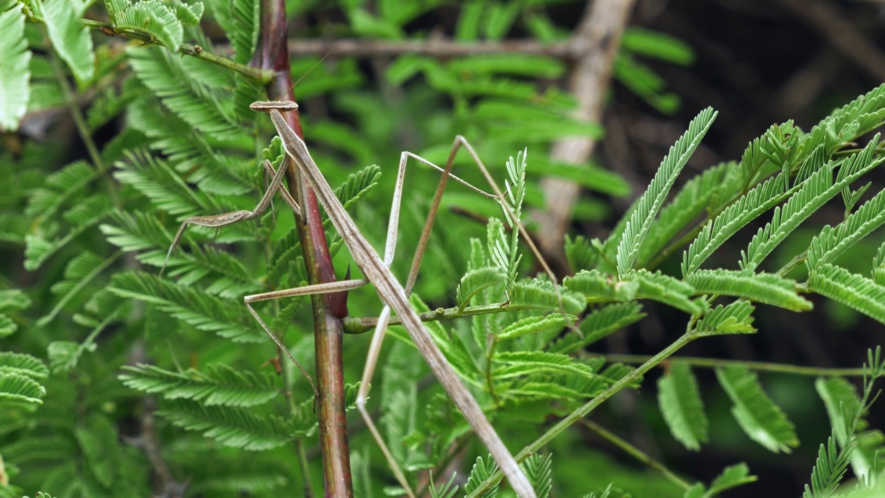 布鲁纳的手杖螳螂在绿色植物的茎上视频素材