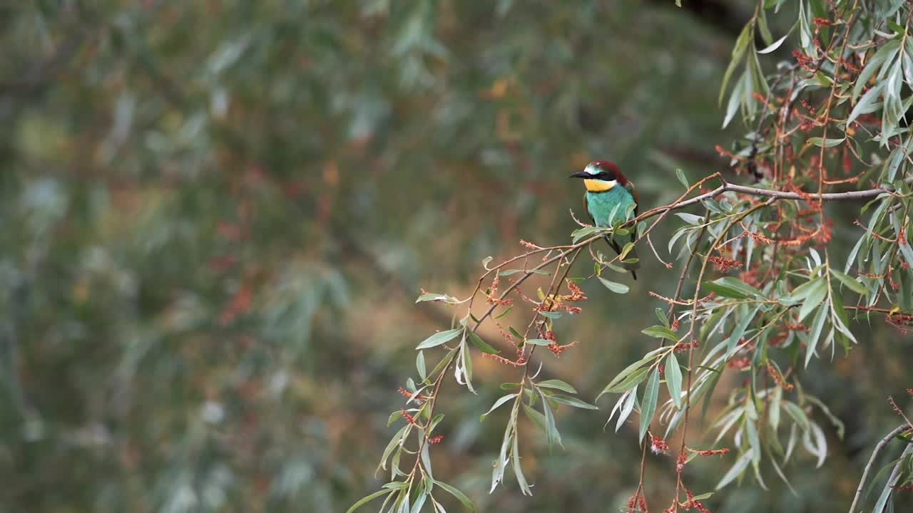 欧洲食蜂鸟(Merops apiaster)在树枝上，然后飞走。缓慢的运动。视频素材