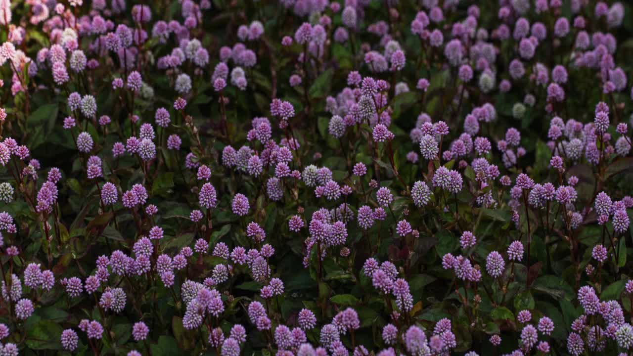 花园里的阳光视频素材