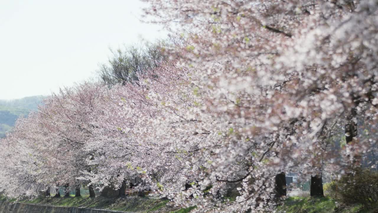 公园里樱花盛开视频素材