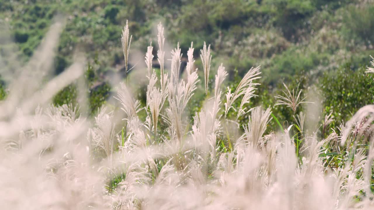 秋天——银草在风中摇曳视频素材