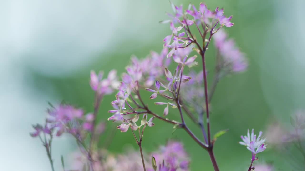 紫色的野花随风摇曳视频素材