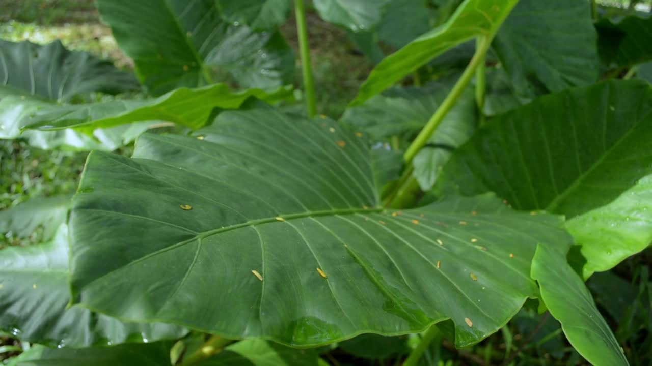 在温暖的早晨阳光下的象耳或Cocoyam植物丛。视频素材