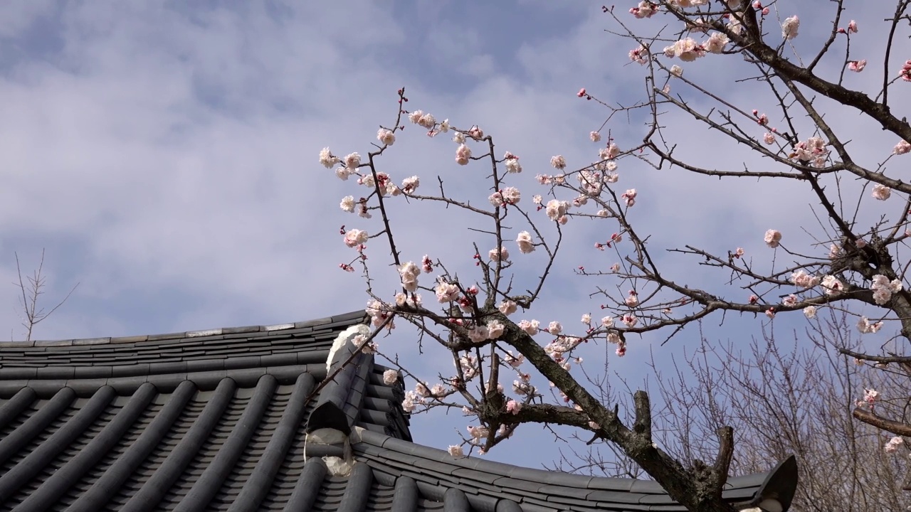 神社视频下载