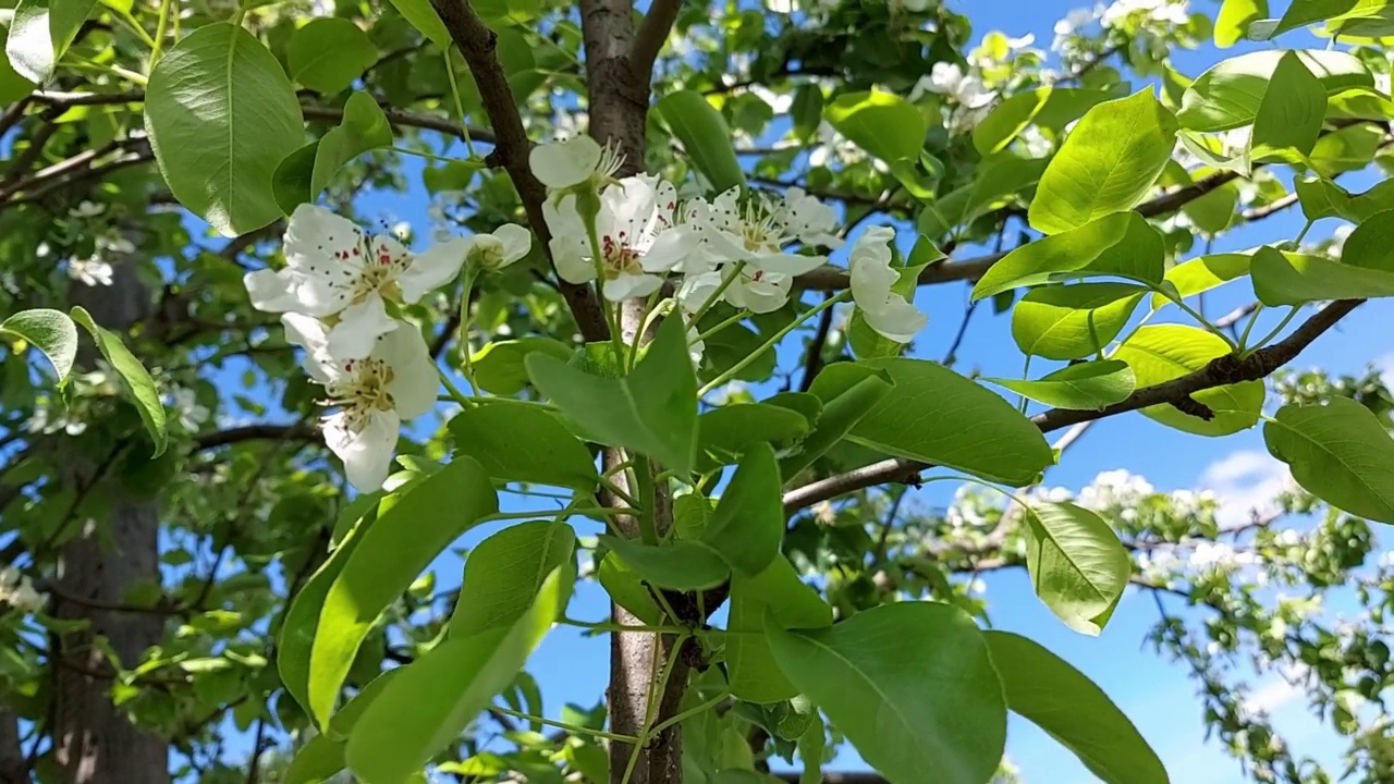 花园里的梨花盛开。果树在春天。园艺视频素材