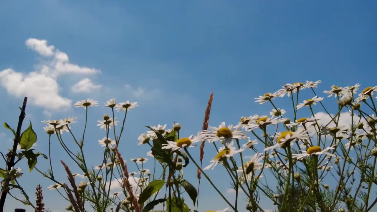 甘菊花在风中摇曳视频下载