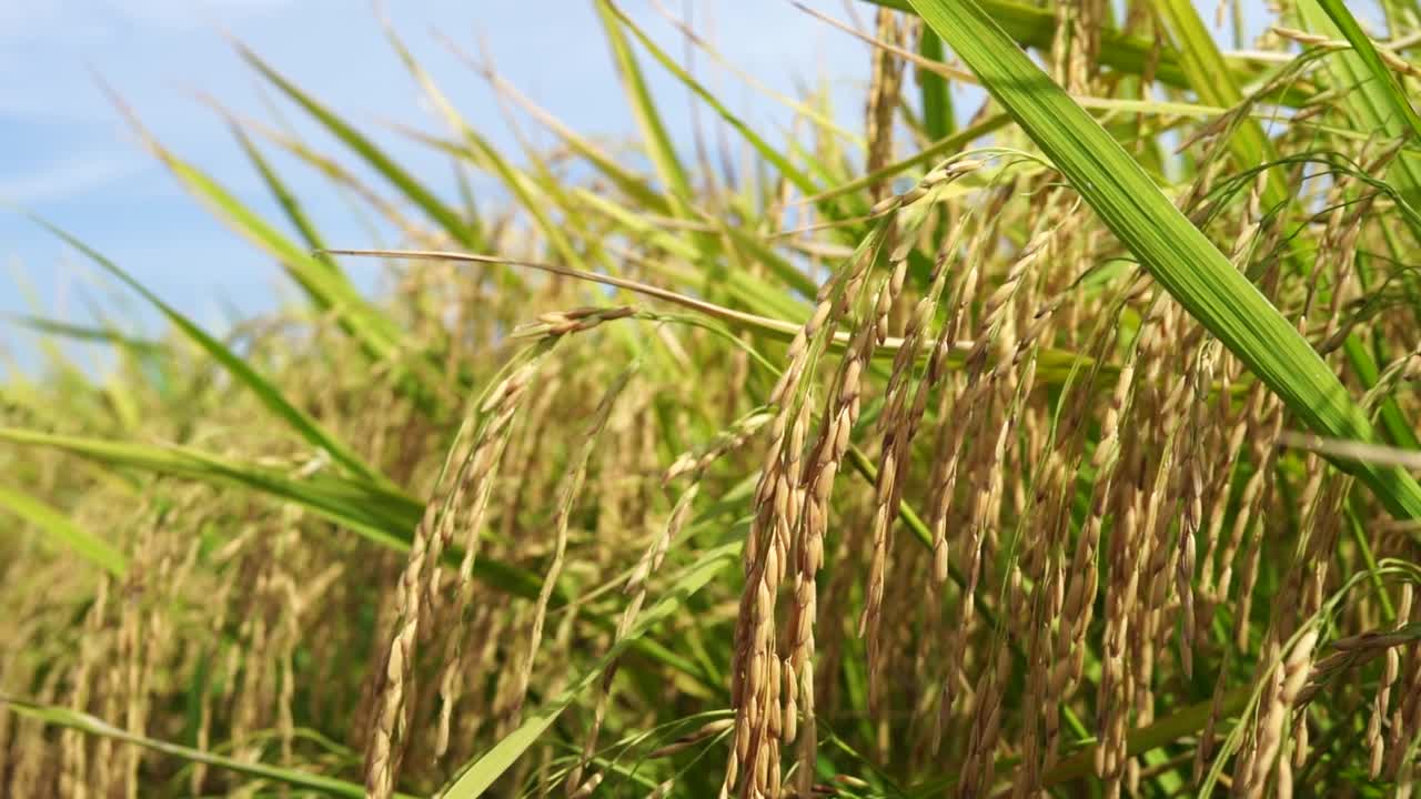 水稻植株近景视频素材