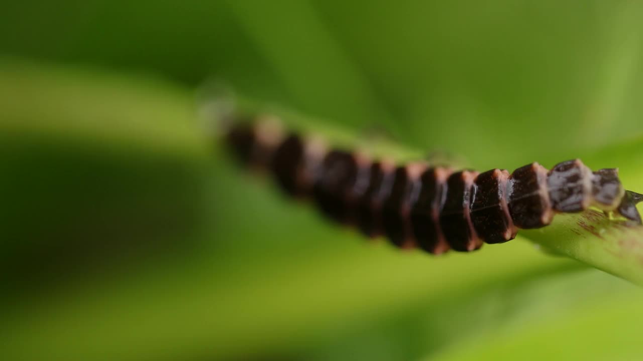 在树枝上爬行的荔枝幼虫视频素材