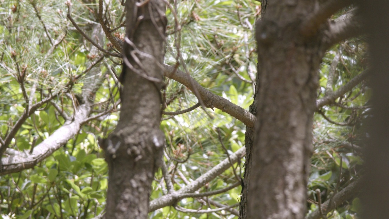 Terpsiphone atrocaudata(日本天堂flycatcher)坐在树枝上/韩国视频素材