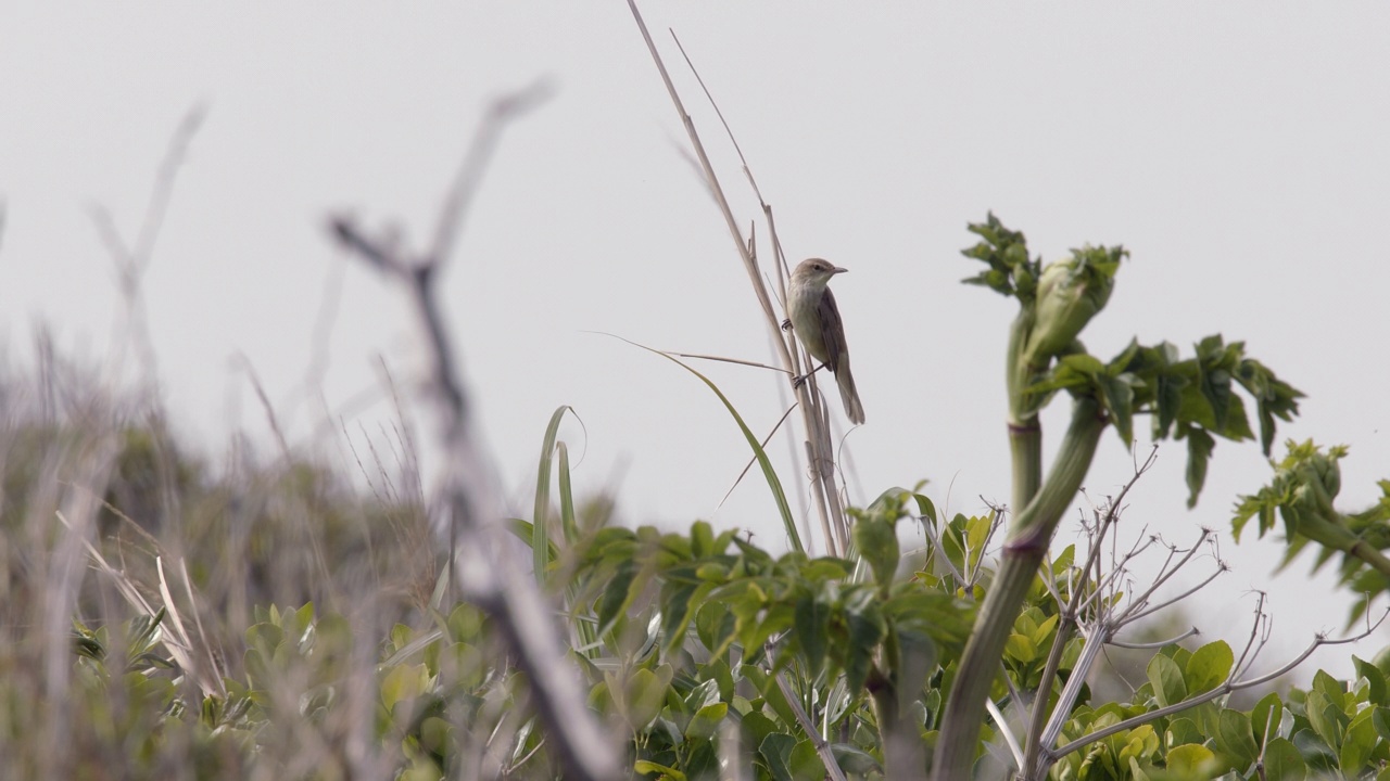 Acrocephalus arundinaceus(大苇莺)坐在树枝上/韩国视频素材