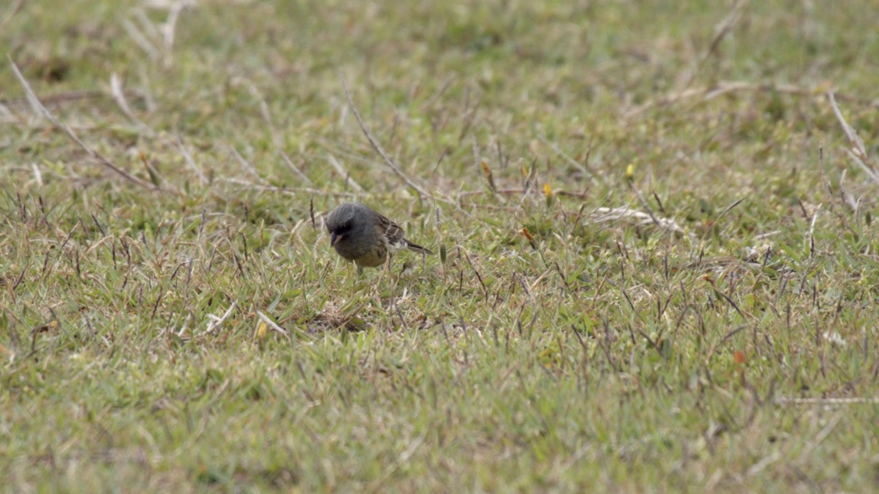 Emberiza spodocephala(黑面旗)在田野上觅食/韩国视频素材