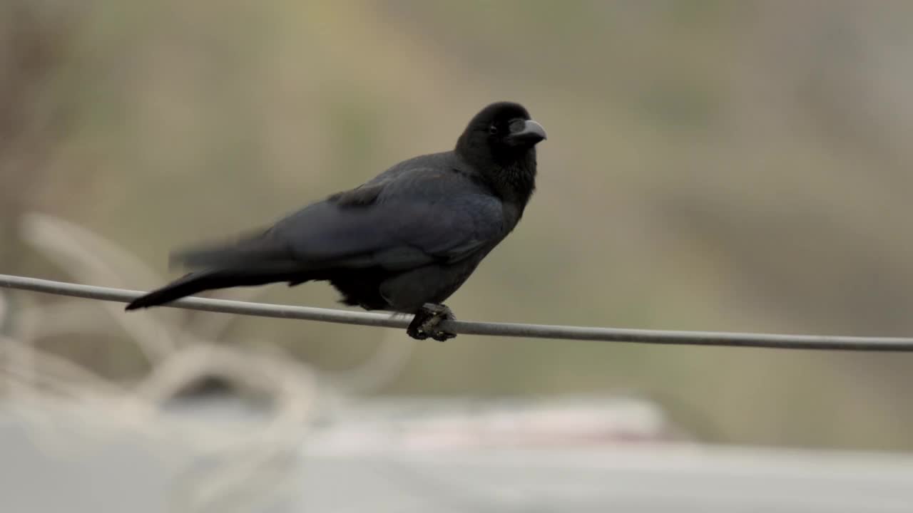 Corvus macrohynchos(大嘴乌鸦)坐在电线上/韩国视频素材