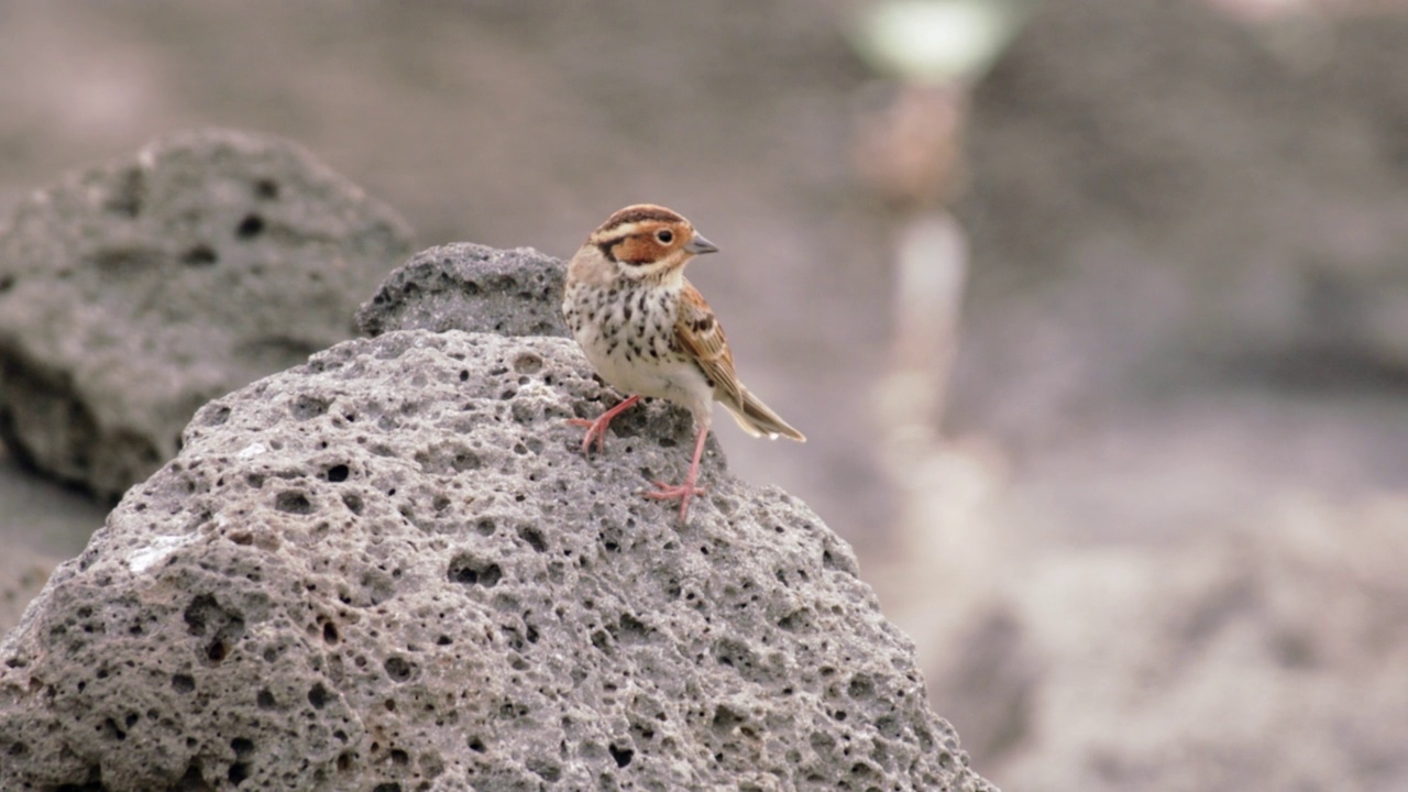 Emberiza pusilla(小旗帜)坐在岩石上/韩国视频素材