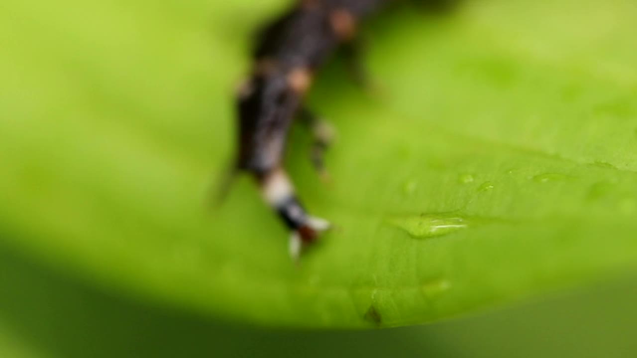 在叶子上爬行的红毛荔枝幼虫视频素材