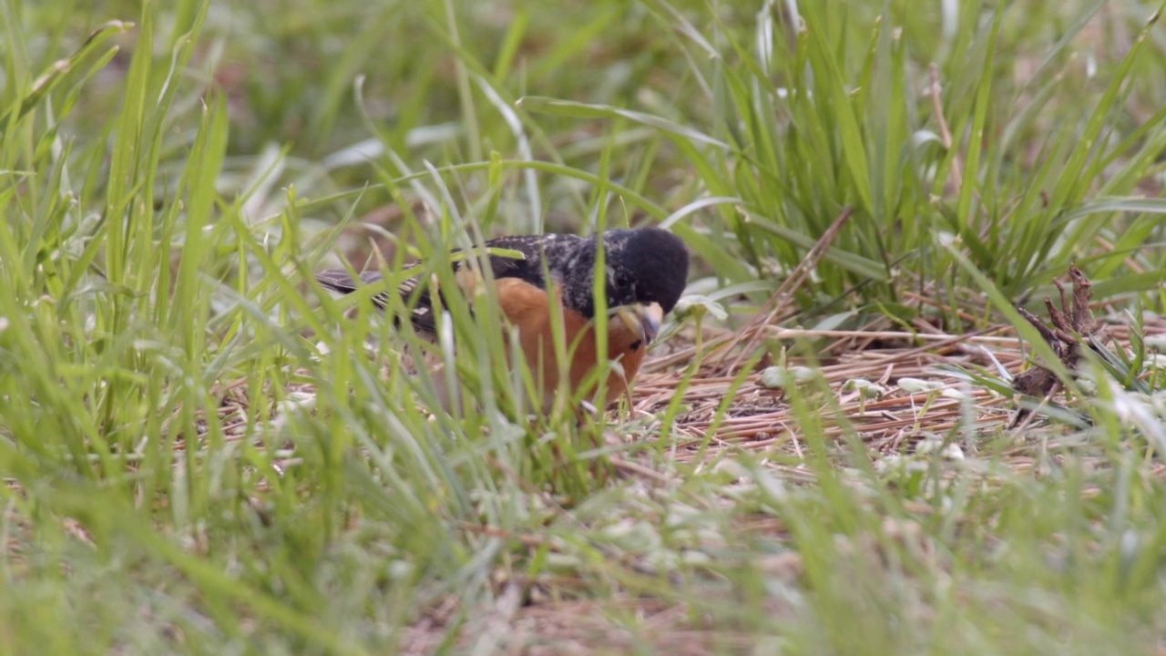 montifringilla montifringilla (Brambling)在田野上觅食/韩国视频素材