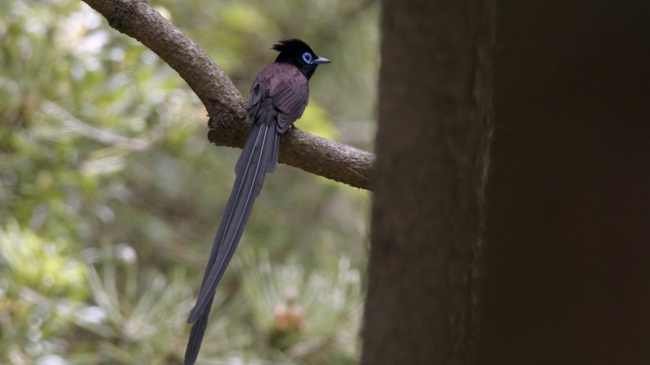 Terpsiphone atrocaudata(日本天堂flycatcher)坐在树枝上/韩国视频素材