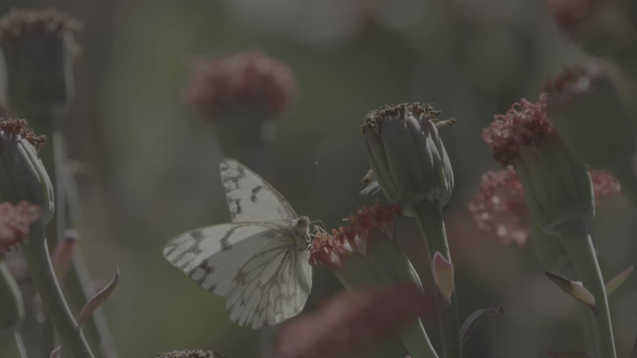 蝴蝶在非洲视频素材