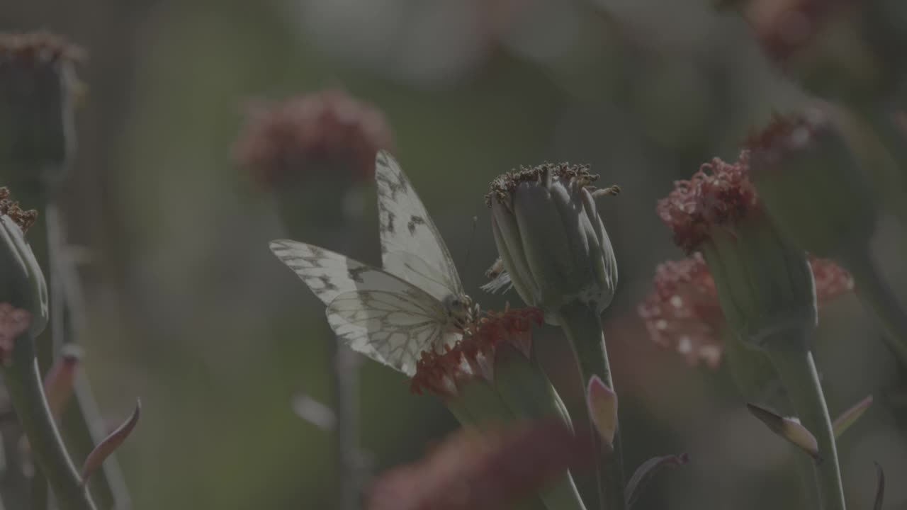 蝴蝶正在吃花蜜视频素材