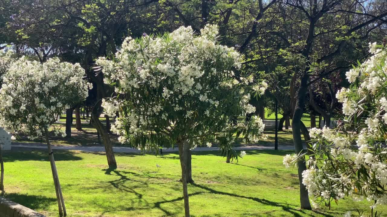 西班牙巴伦西亚图里亚花园的白花树视频素材