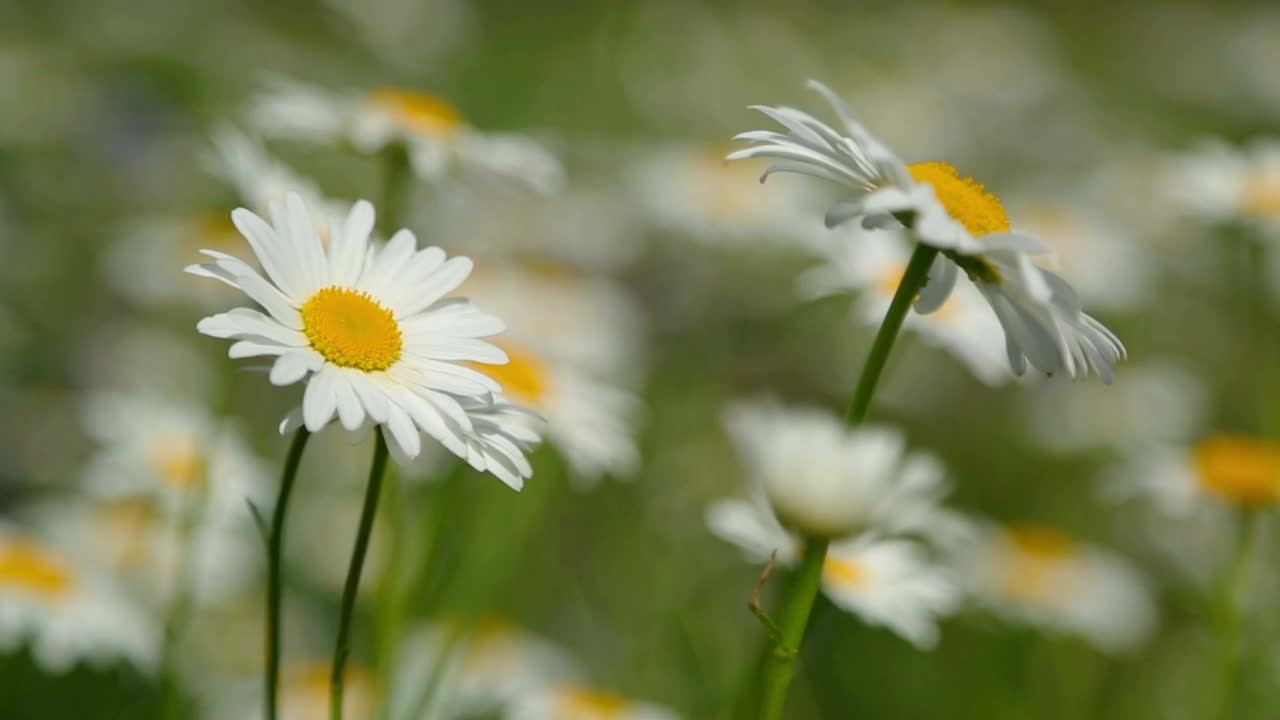 草地上的雏菊-用浅景深拍摄视频素材