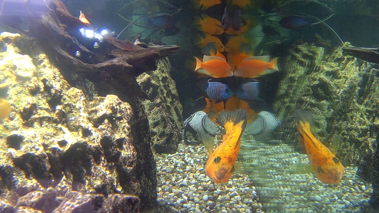 异国情调的水族馆视频素材