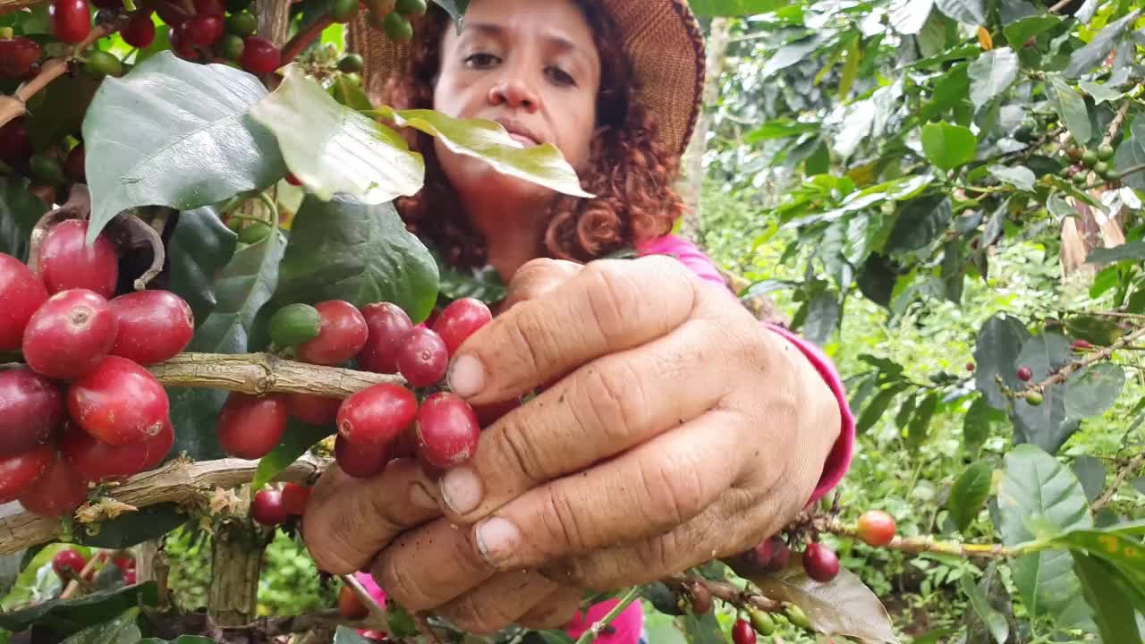 在她的种植园里做咖啡的女人视频素材