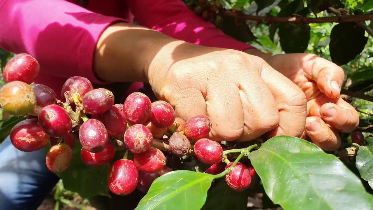 在她的种植园里做咖啡的女人视频素材