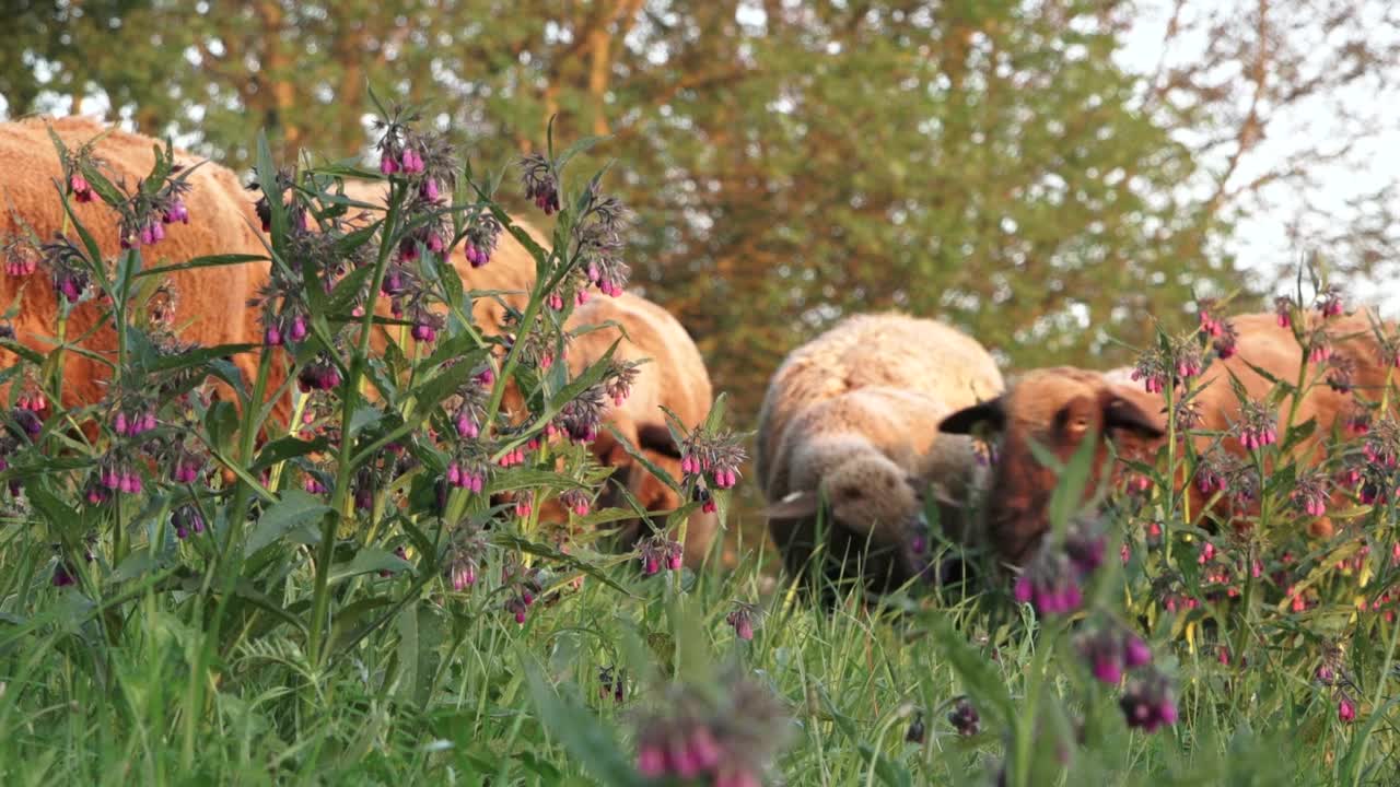 绵羊在春天的花丛中吃草视频素材