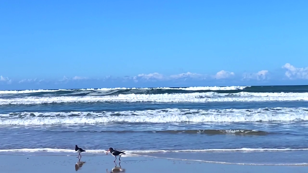 海岸上的海鸟视频素材