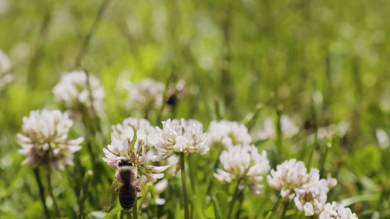 蜜蜂为三叶草授粉，动作缓慢。草地和盛开的三叶草花朵在花园里闭合。夏日艳阳天的草地视频素材